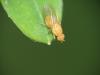 Sapromyzosoma laevatrispina